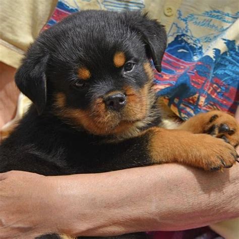 New AKC PuppyVisor. . Rottweiler puppies for sale az